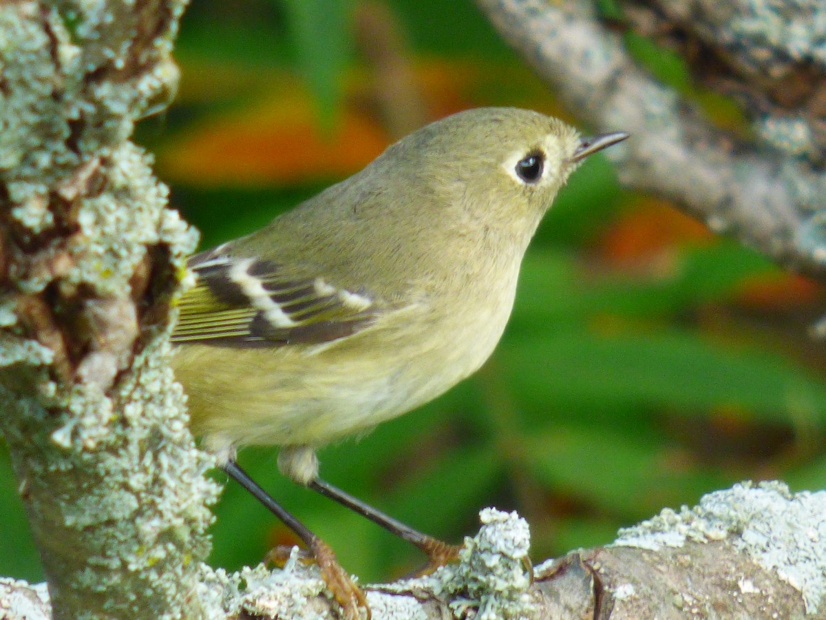 Ruby-crowned Kinglet - ML371396691