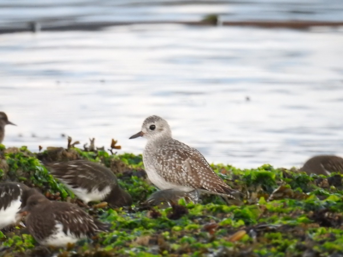 Black-bellied Plover - Neill Vanhinsberg