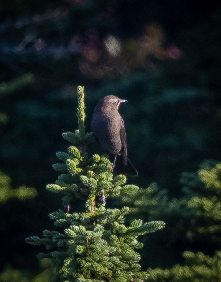 Rusty Blackbird - ML371397961