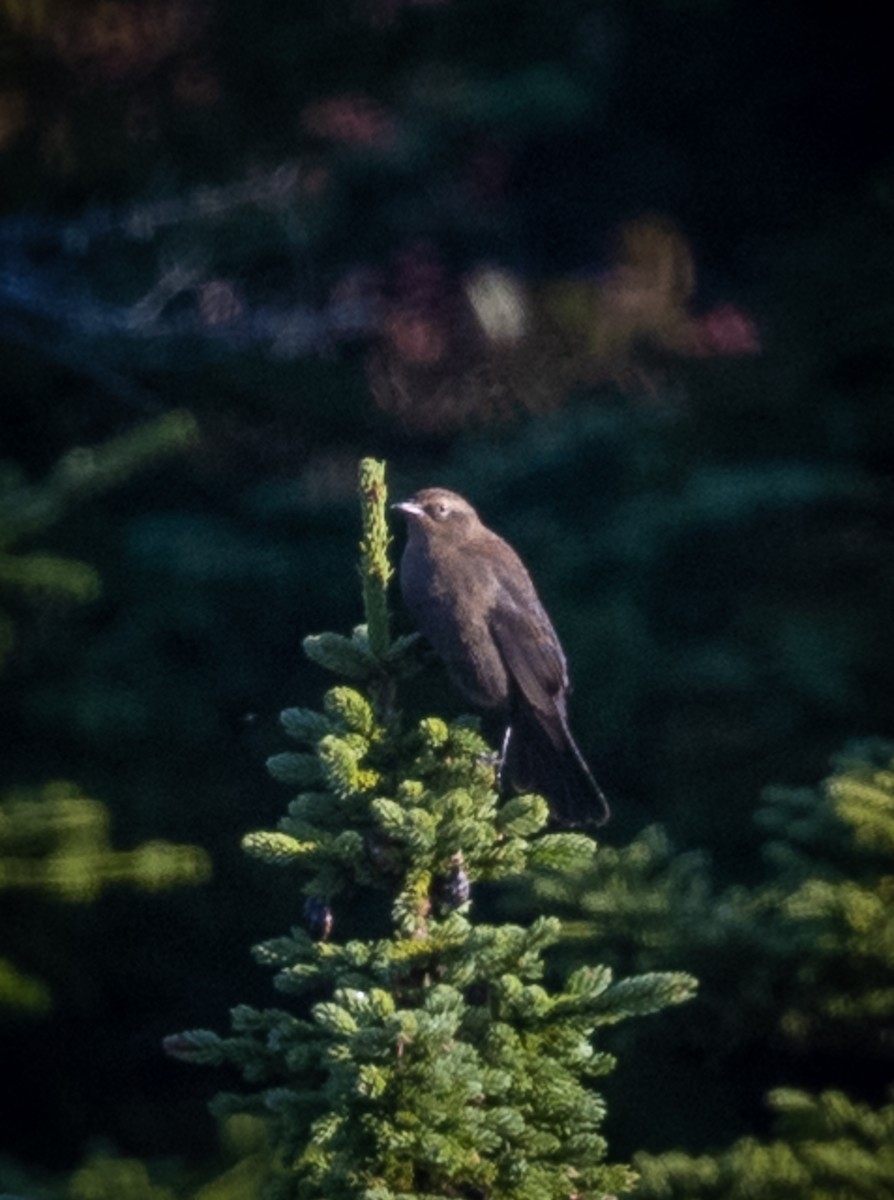 Rusty Blackbird - ML371397971