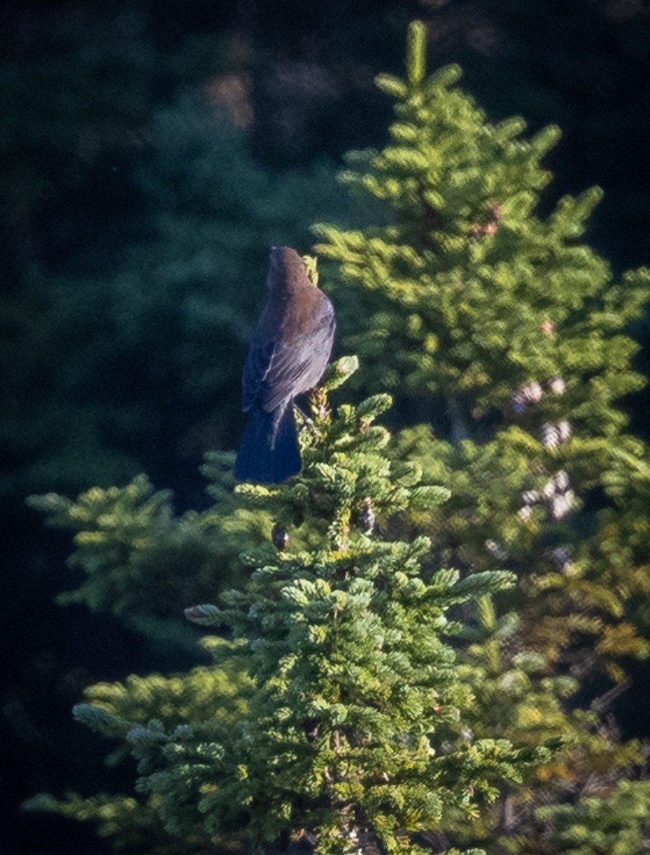 Rusty Blackbird - ML371397981