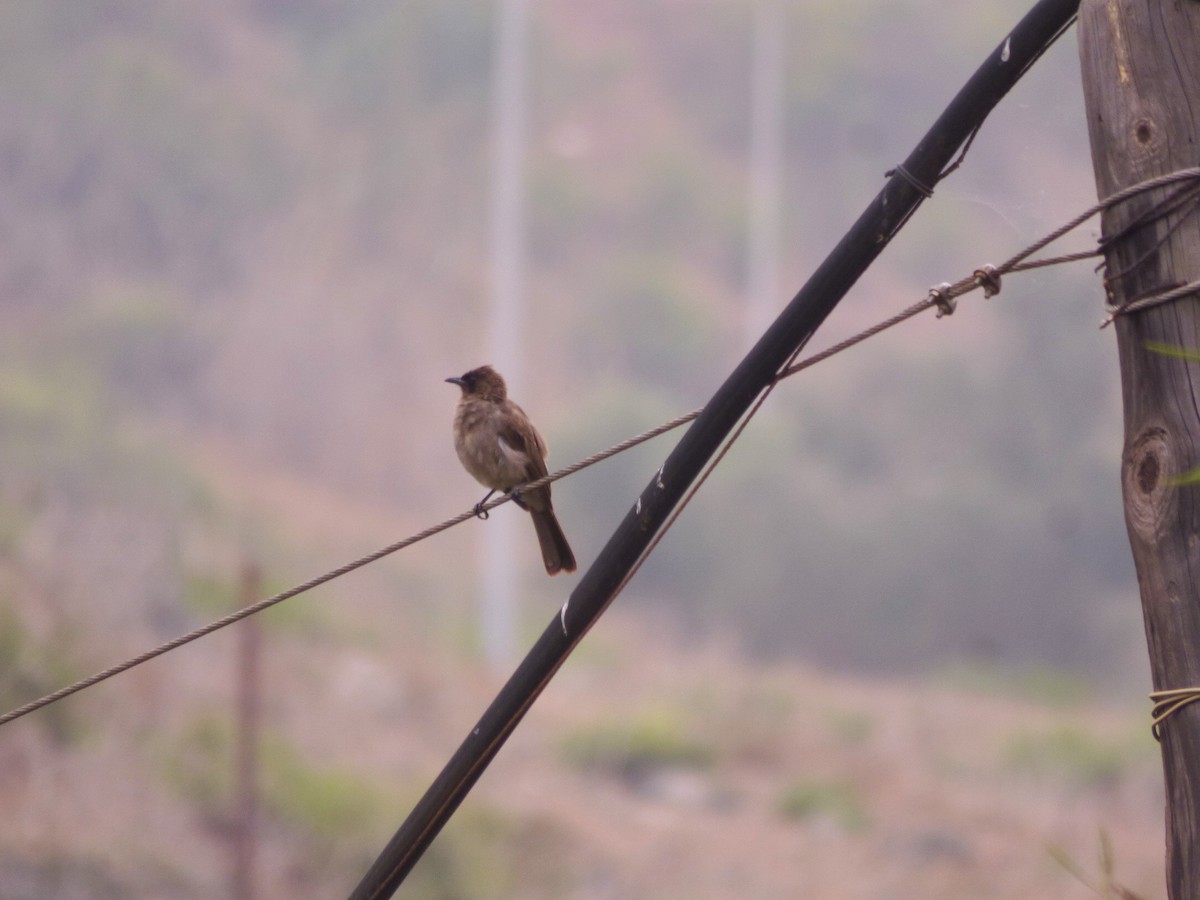 Common Bulbul - ML371398321