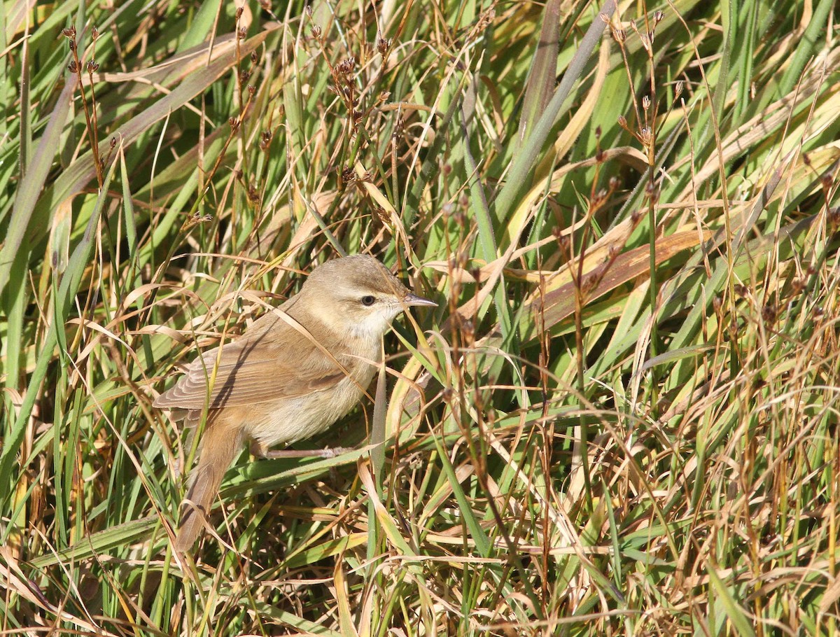 Paddyfield Warbler - ML371399551