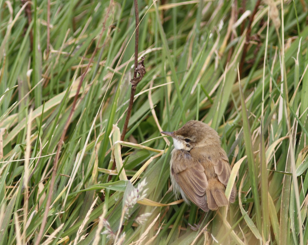 Paddyfield Warbler - ML371399581