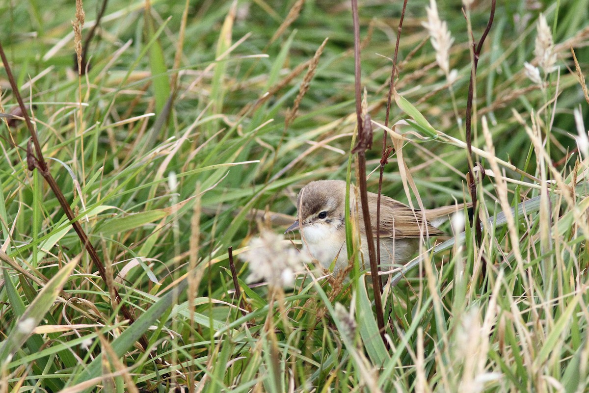 Paddyfield Warbler - ML371399611