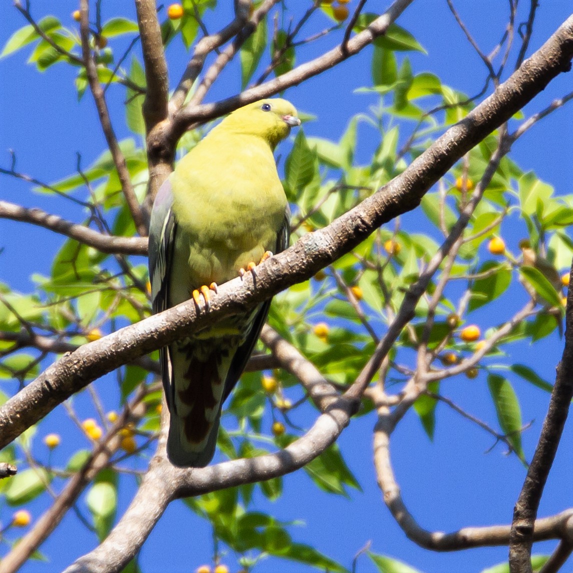 Madagascar Green-Pigeon - ML371399801