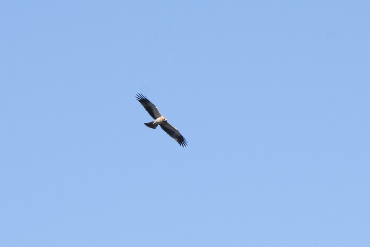 Booted Eagle - ML371400011