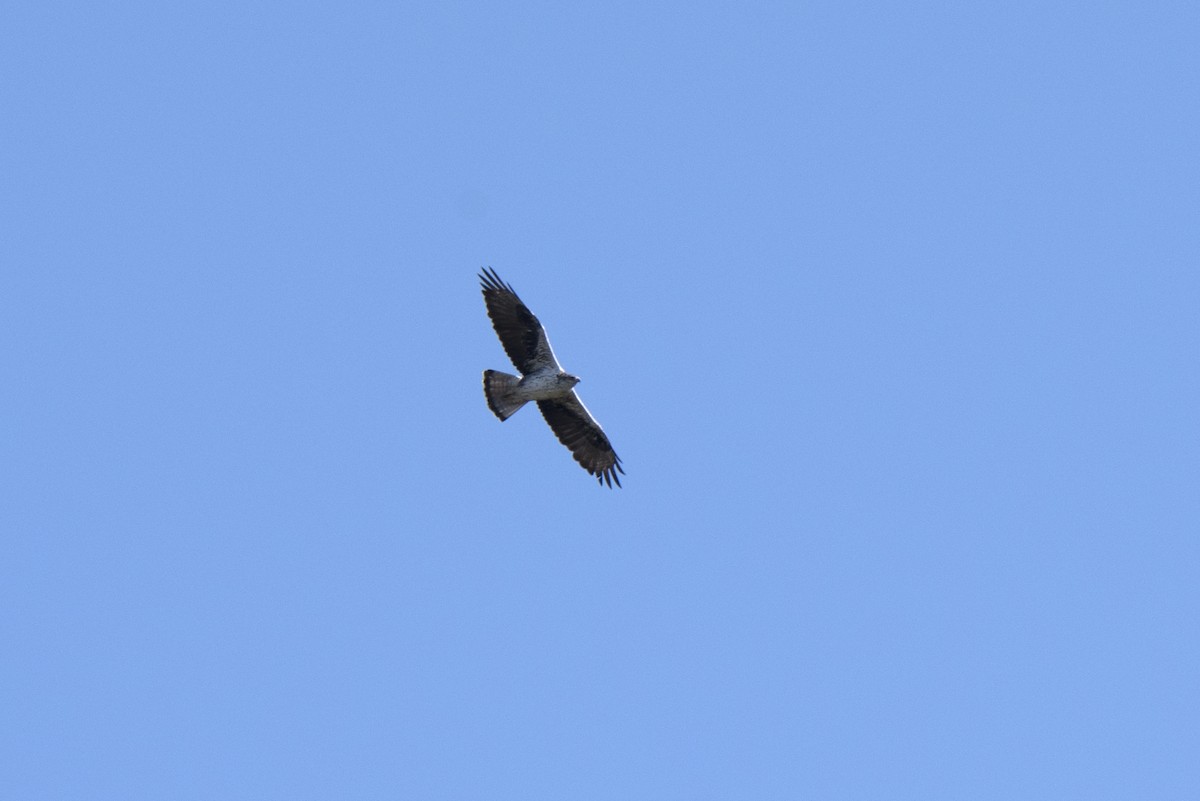 Águila Perdicera - ML371400051