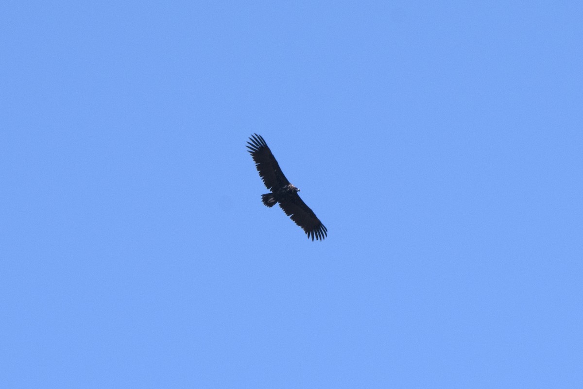 Cinereous Vulture - ML371400101