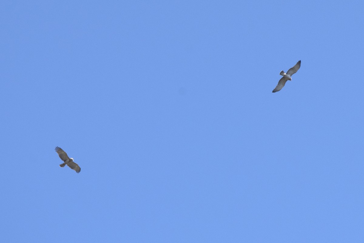 Short-toed Snake-Eagle - ML371400121