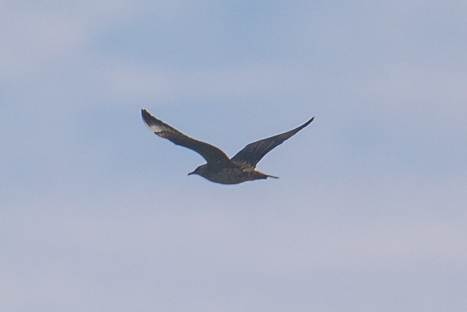 Parasitic Jaeger - ML371401731