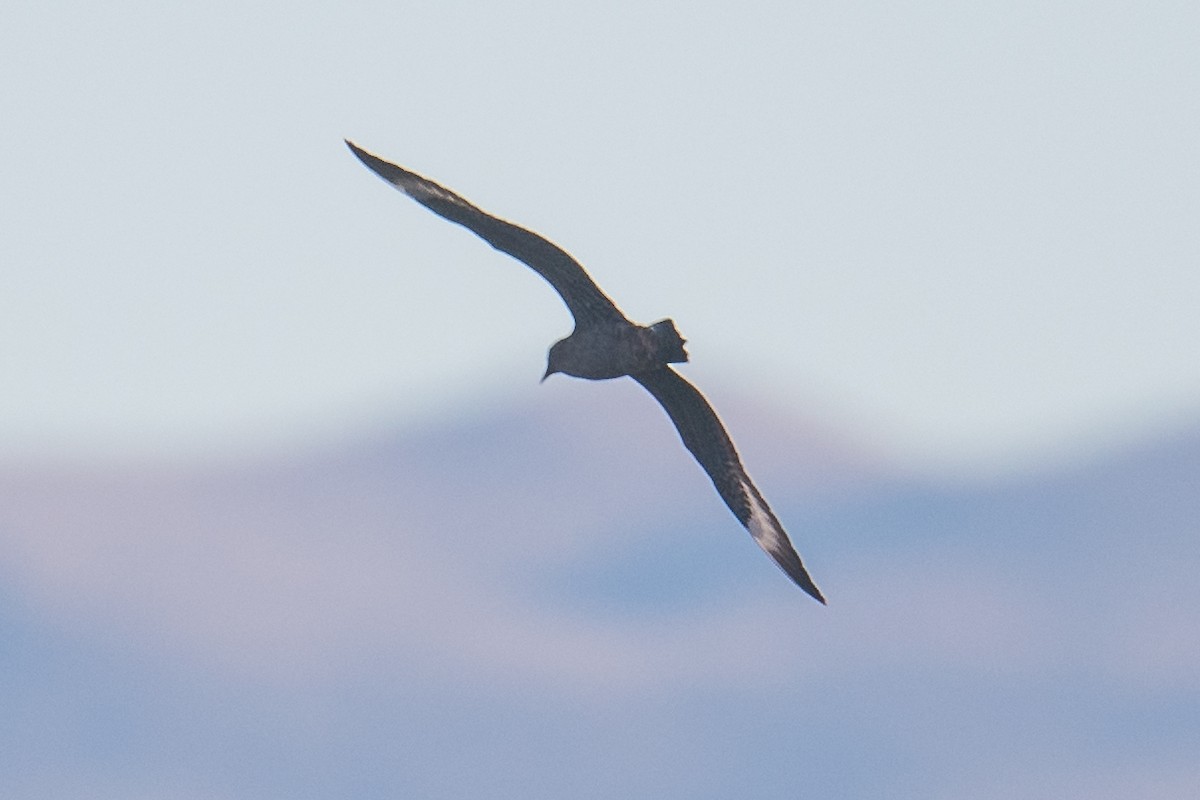 Parasitic Jaeger - ML371401761