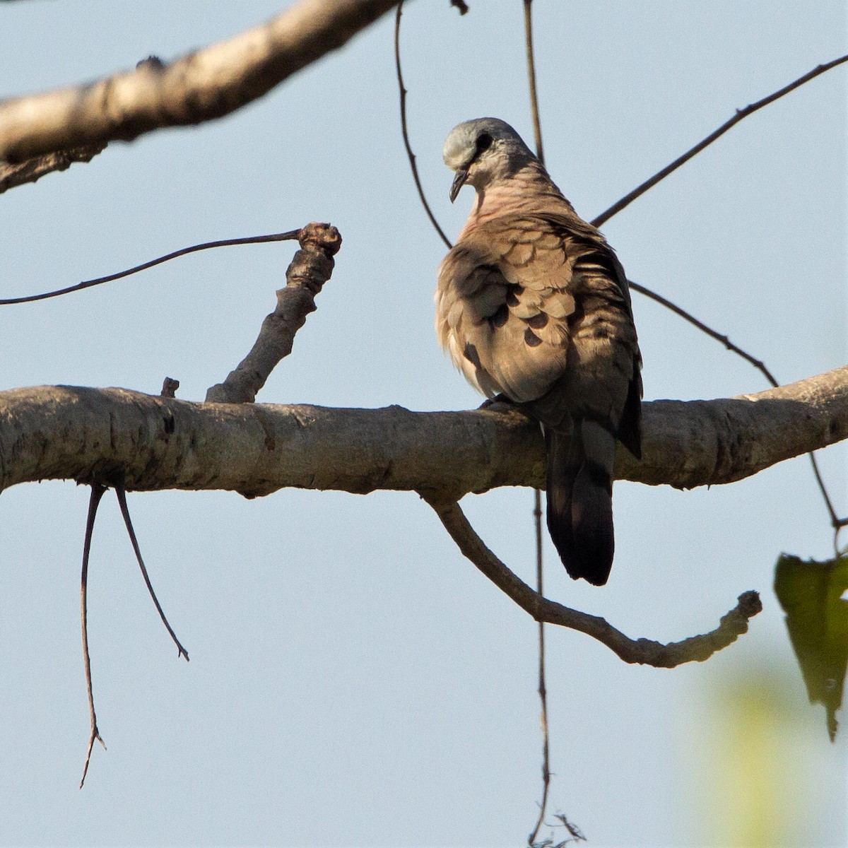 Black-billed Wood-Dove - ML371402381