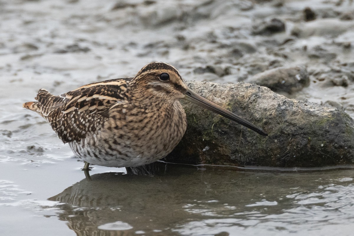 Common Snipe - Lutz Duerselen