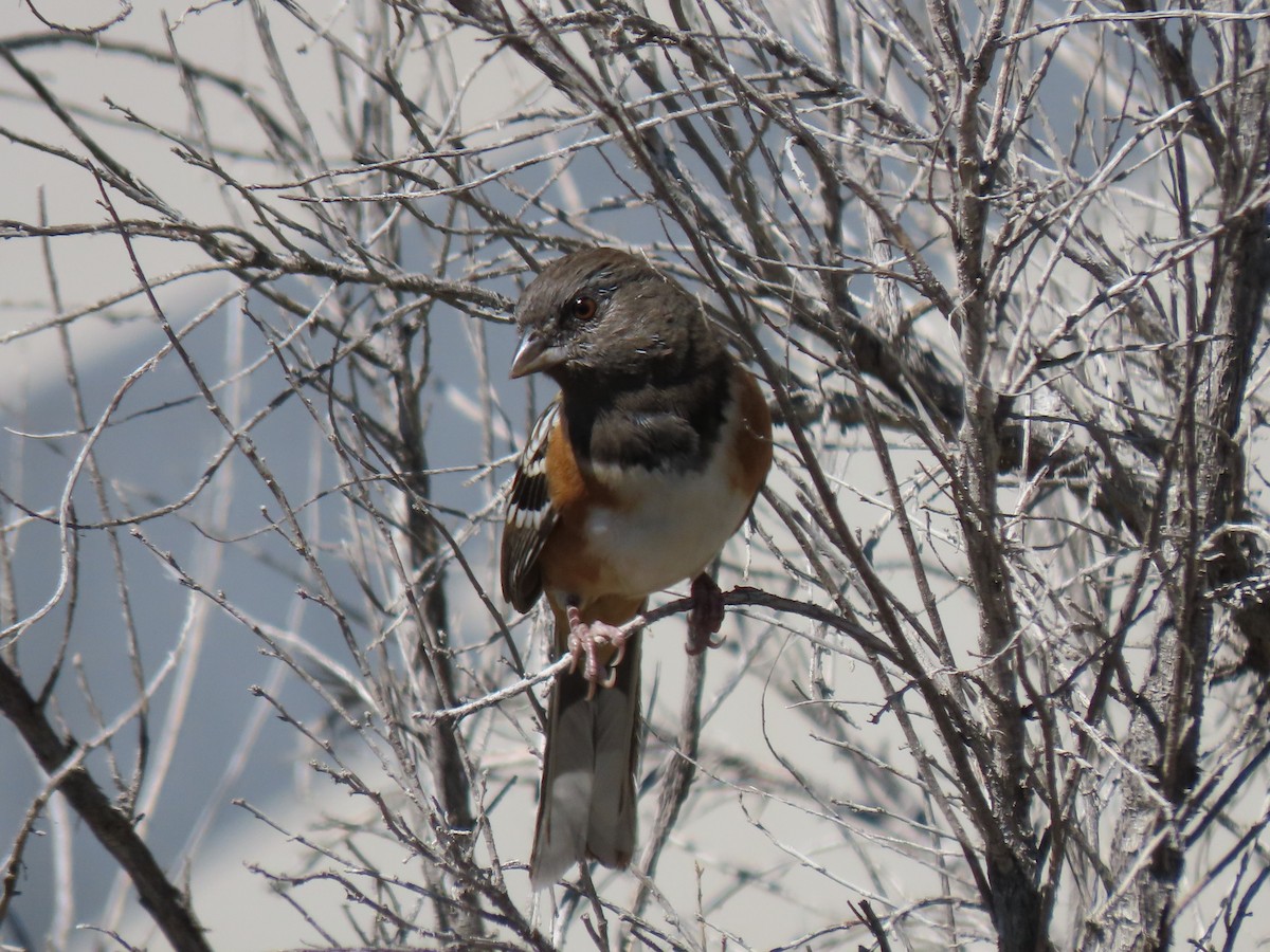 Spotted Towhee (maculatus Group) - ML371406121