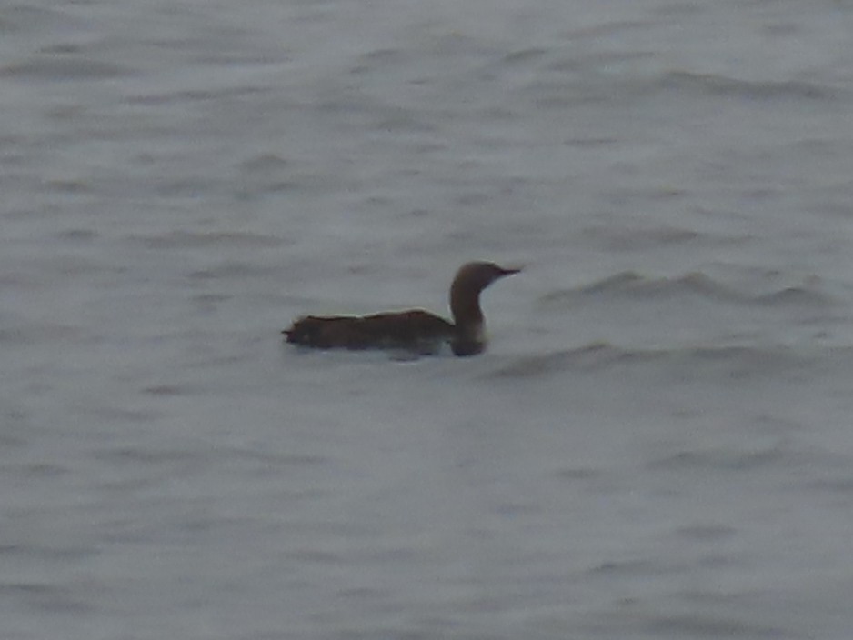 Red-throated Loon - ML371407171