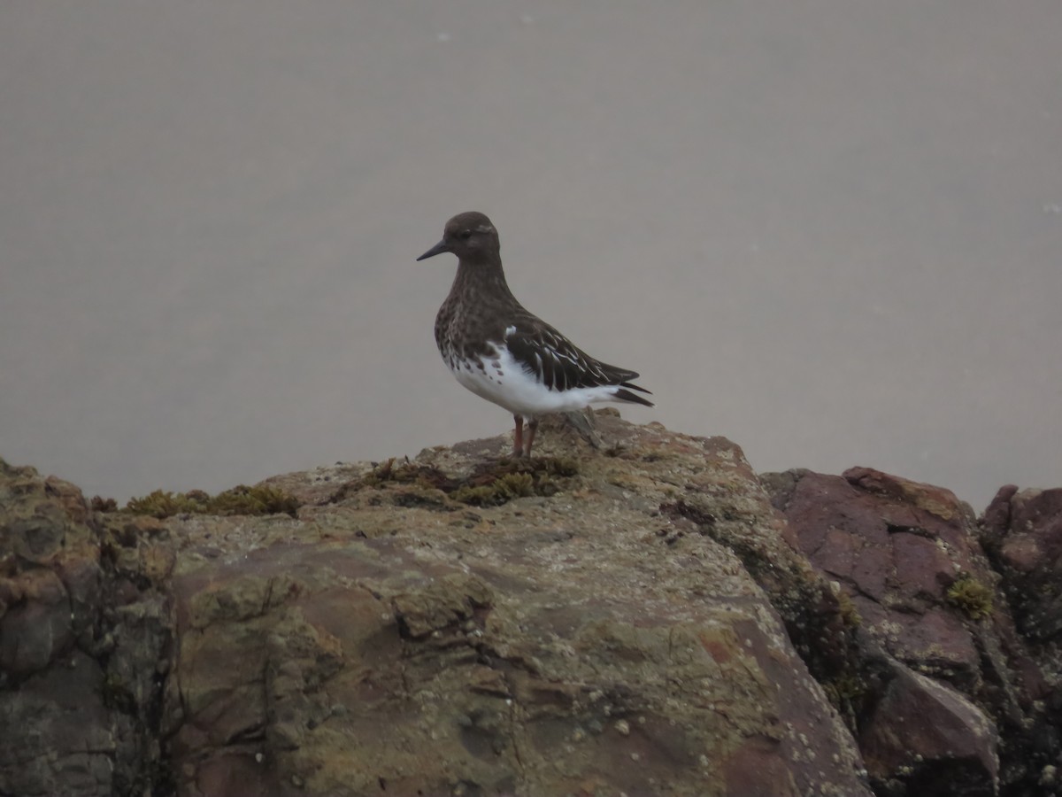 Black Turnstone - ML371407311