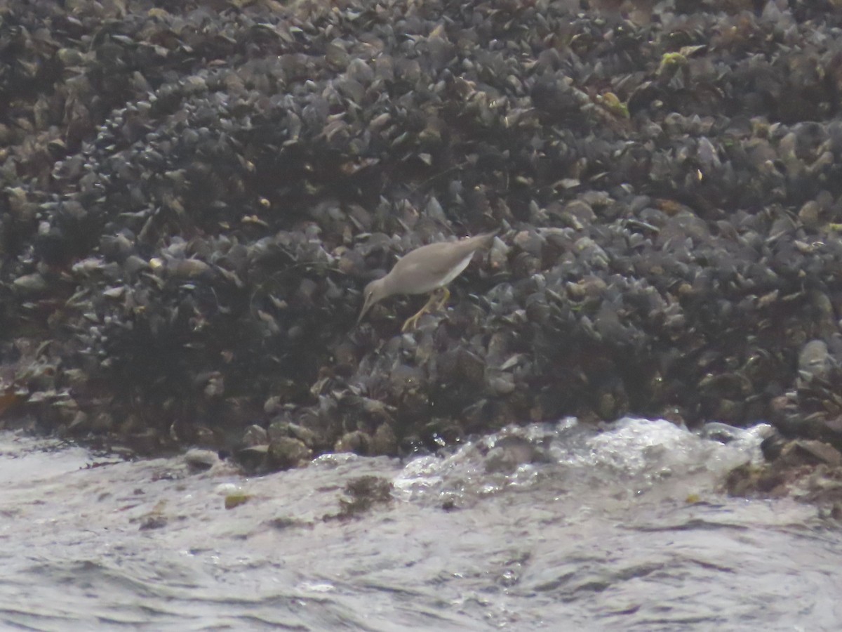 Wandering Tattler - ML371407371