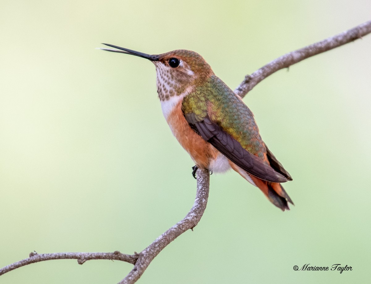 Rufous Hummingbird - ML371409981