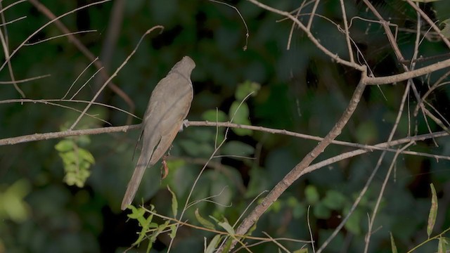 Yellow-billed Cuckoo - ML371411141