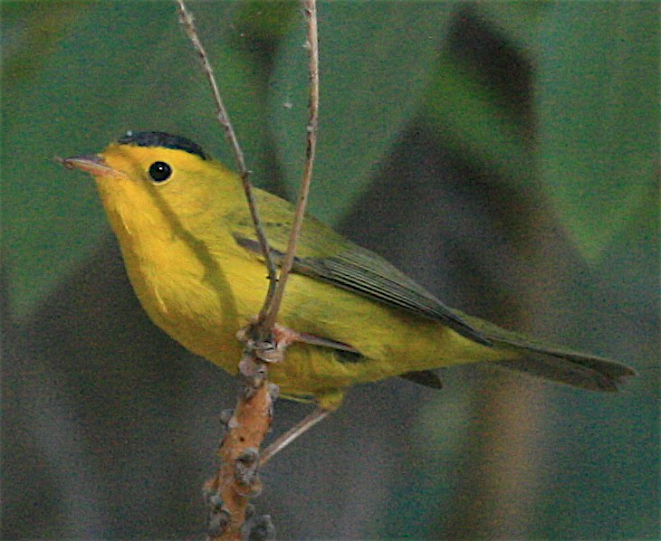Wilson's Warbler - ML371411381