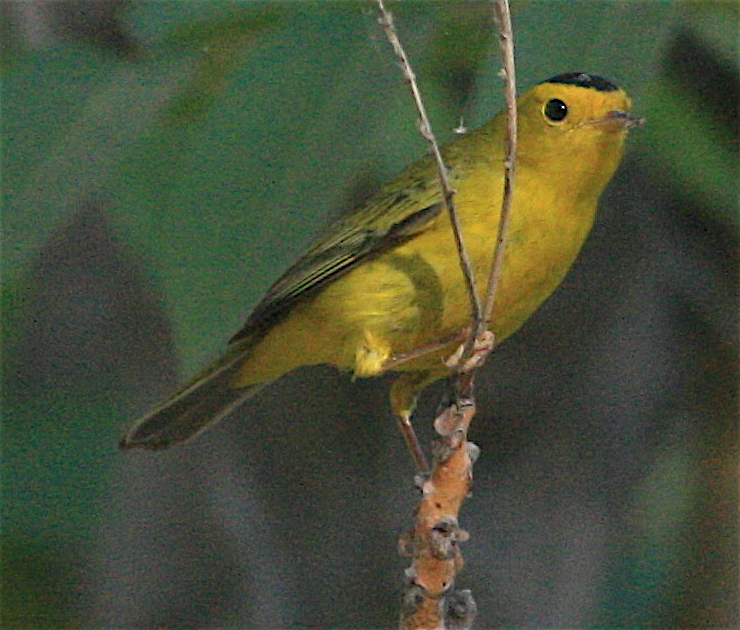 Wilson's Warbler - ML371411391