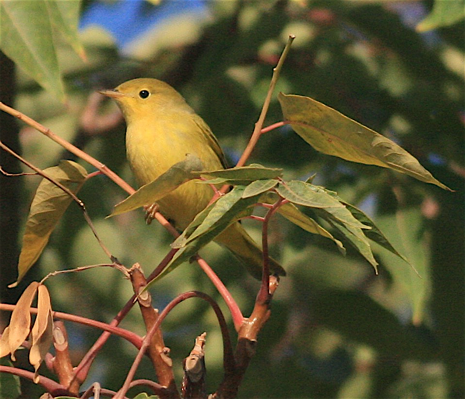 Paruline jaune - ML371411551