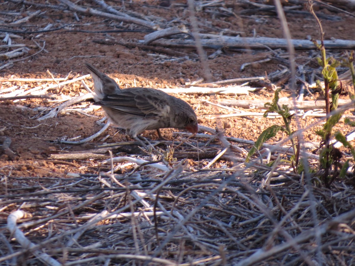 Medium Ground-Finch - ML37141171