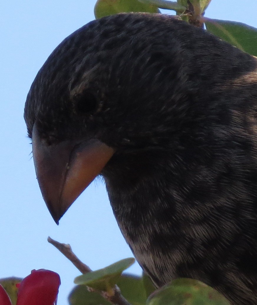 Medium Ground-Finch - ML37141211