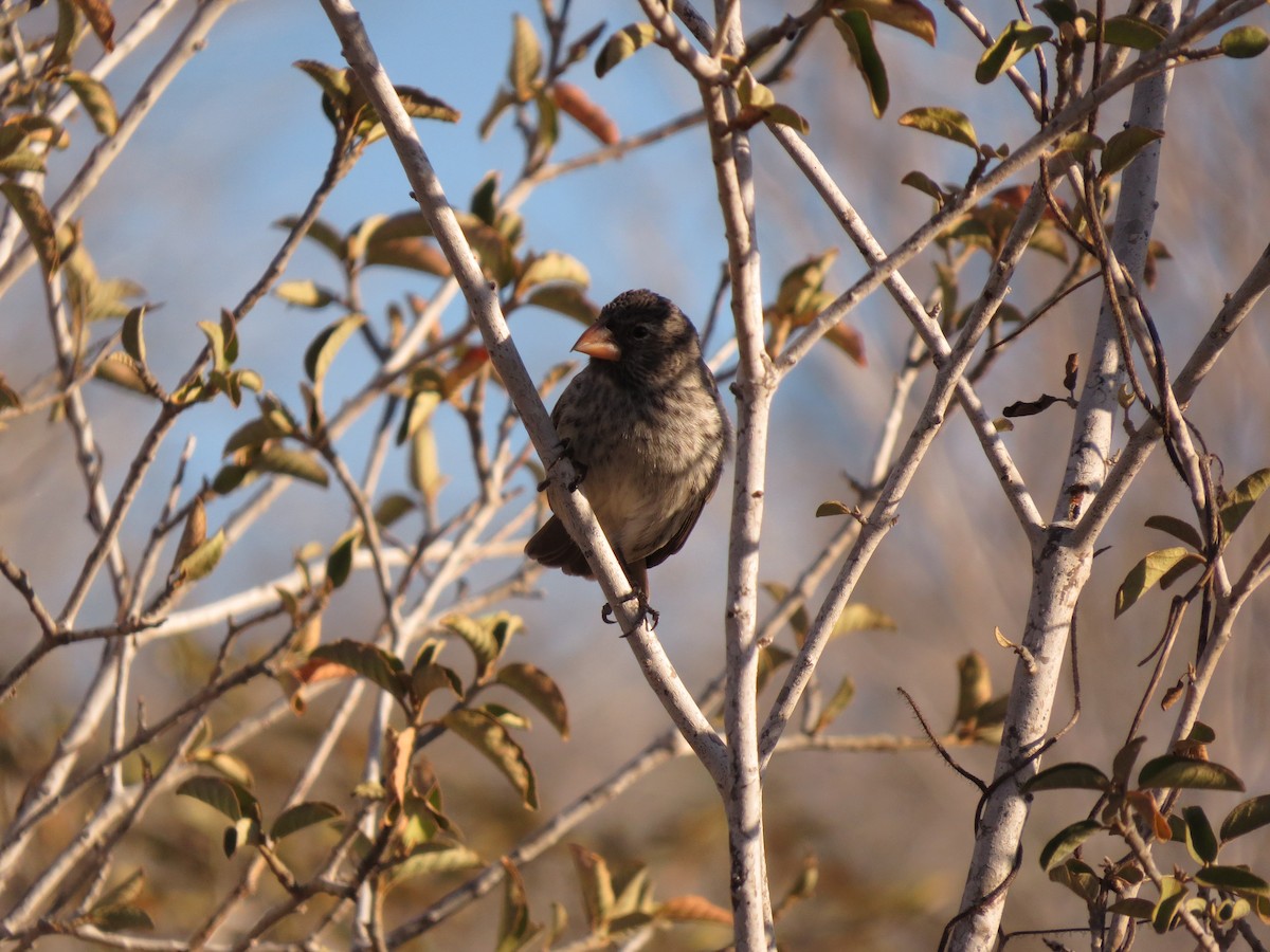 Medium Ground-Finch - ML37141311