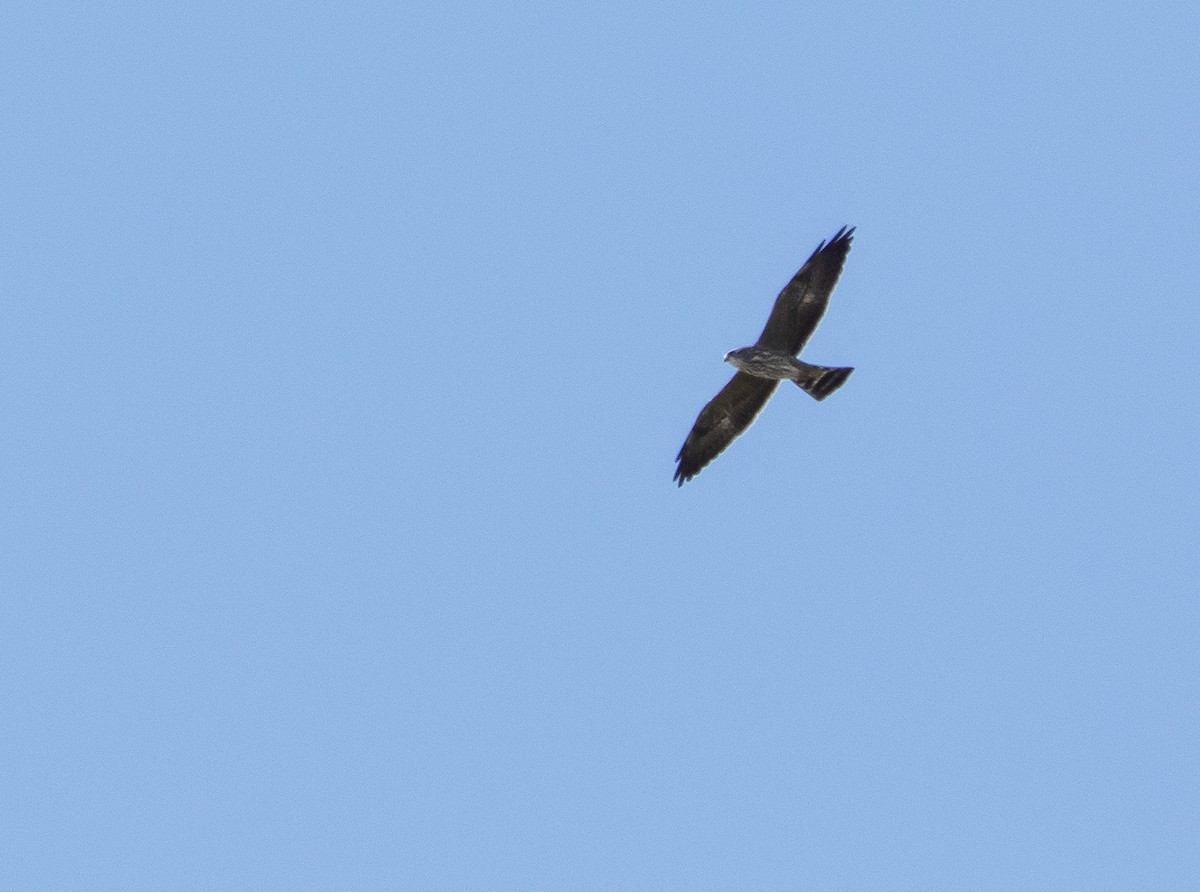 Mississippi Kite - ML371414051