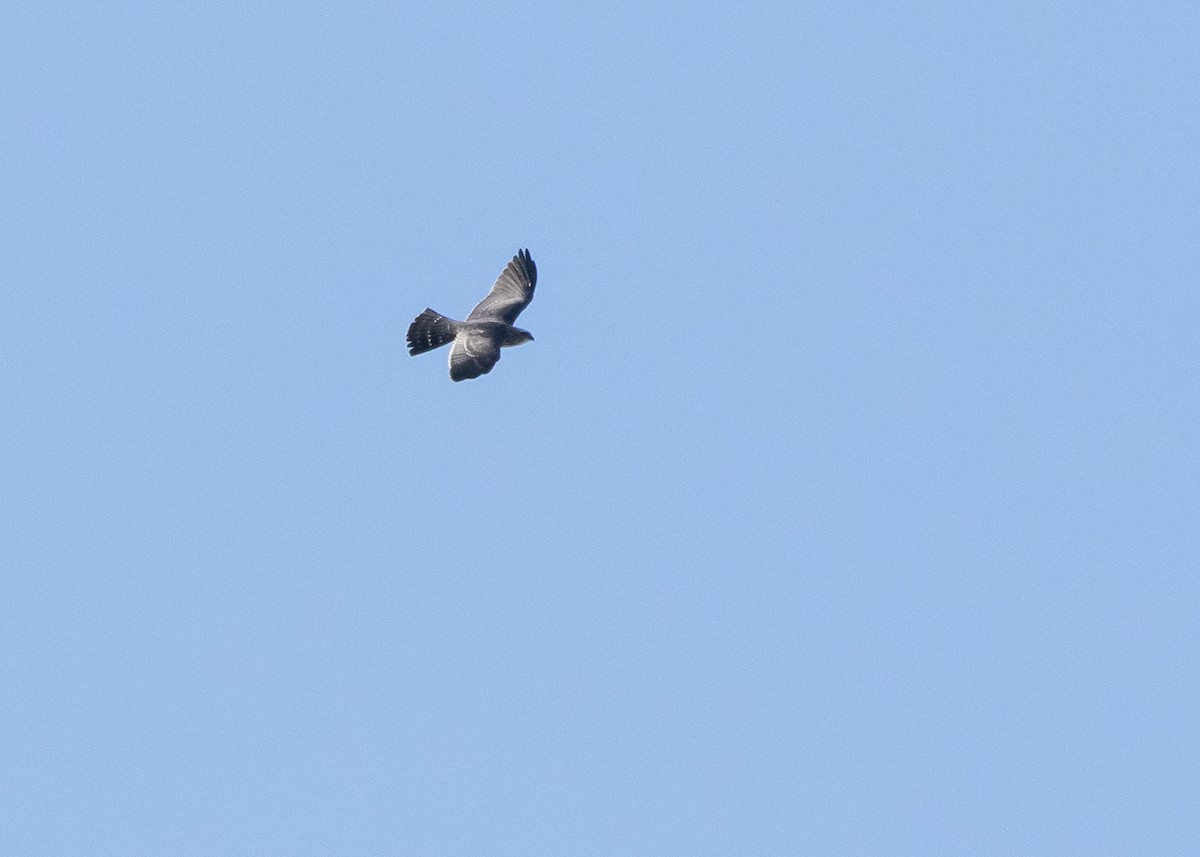 Mississippi Kite - ML371414071