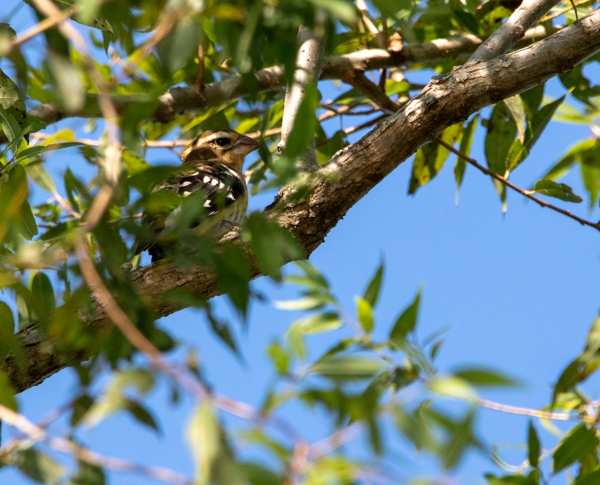 Rose-breasted Grosbeak - ML371414181