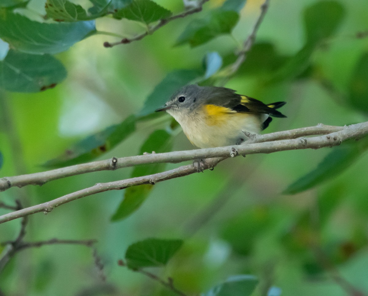 American Redstart - ML371414231