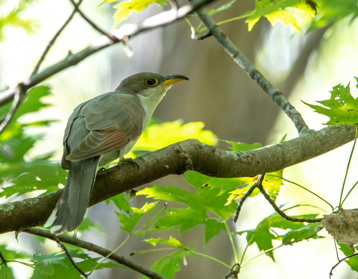 Yellow-billed Cuckoo - ML371414281