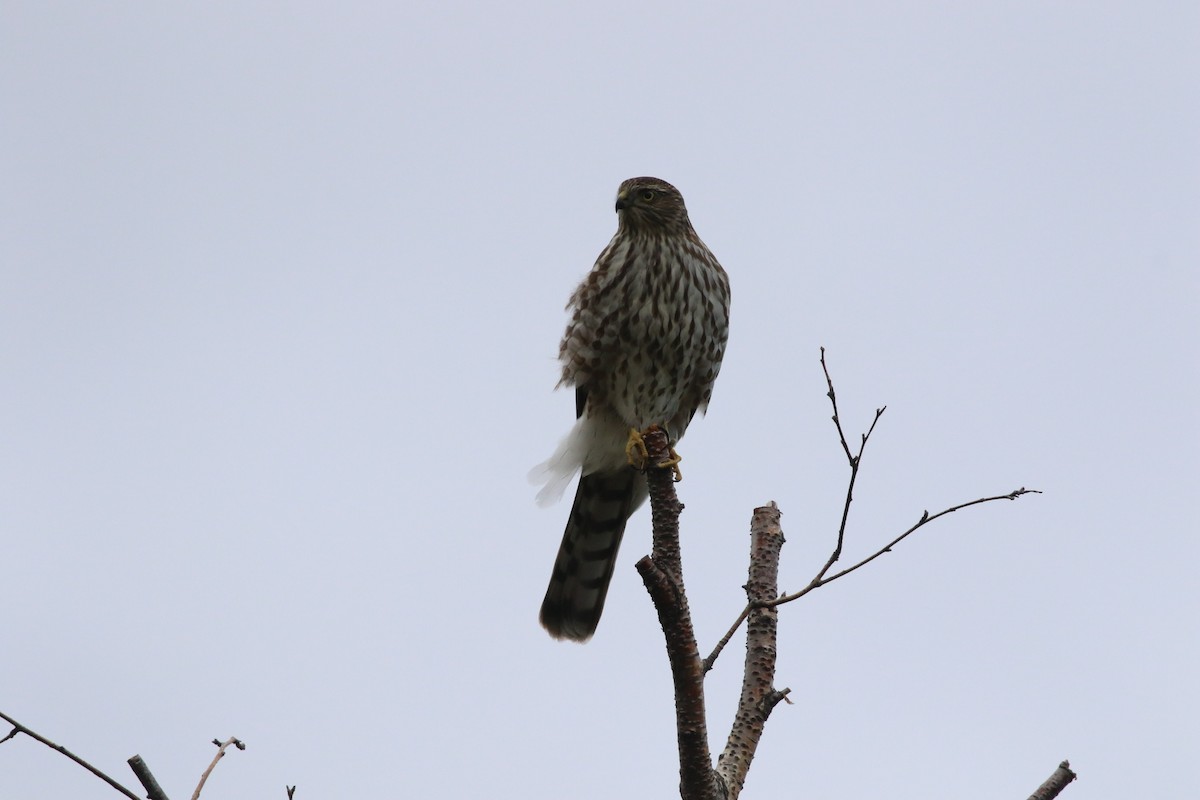 Sharp-shinned Hawk - Krista Oswald