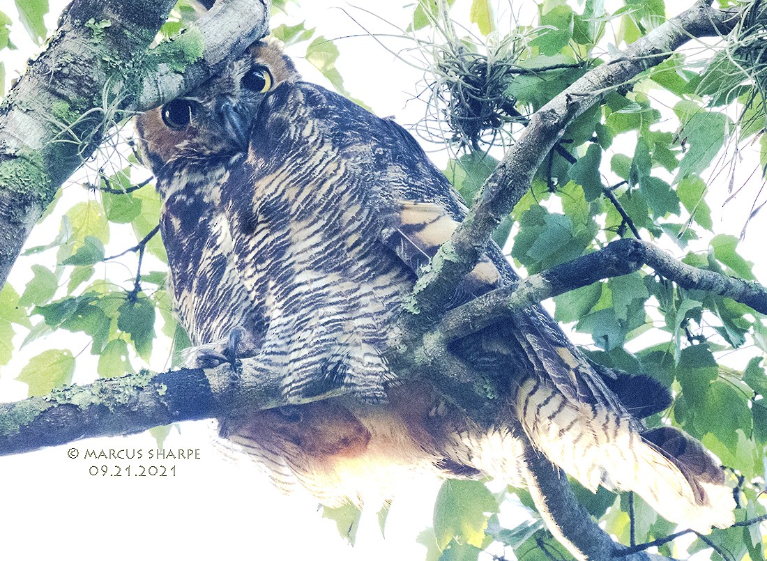 Great Horned Owl - ML371416271
