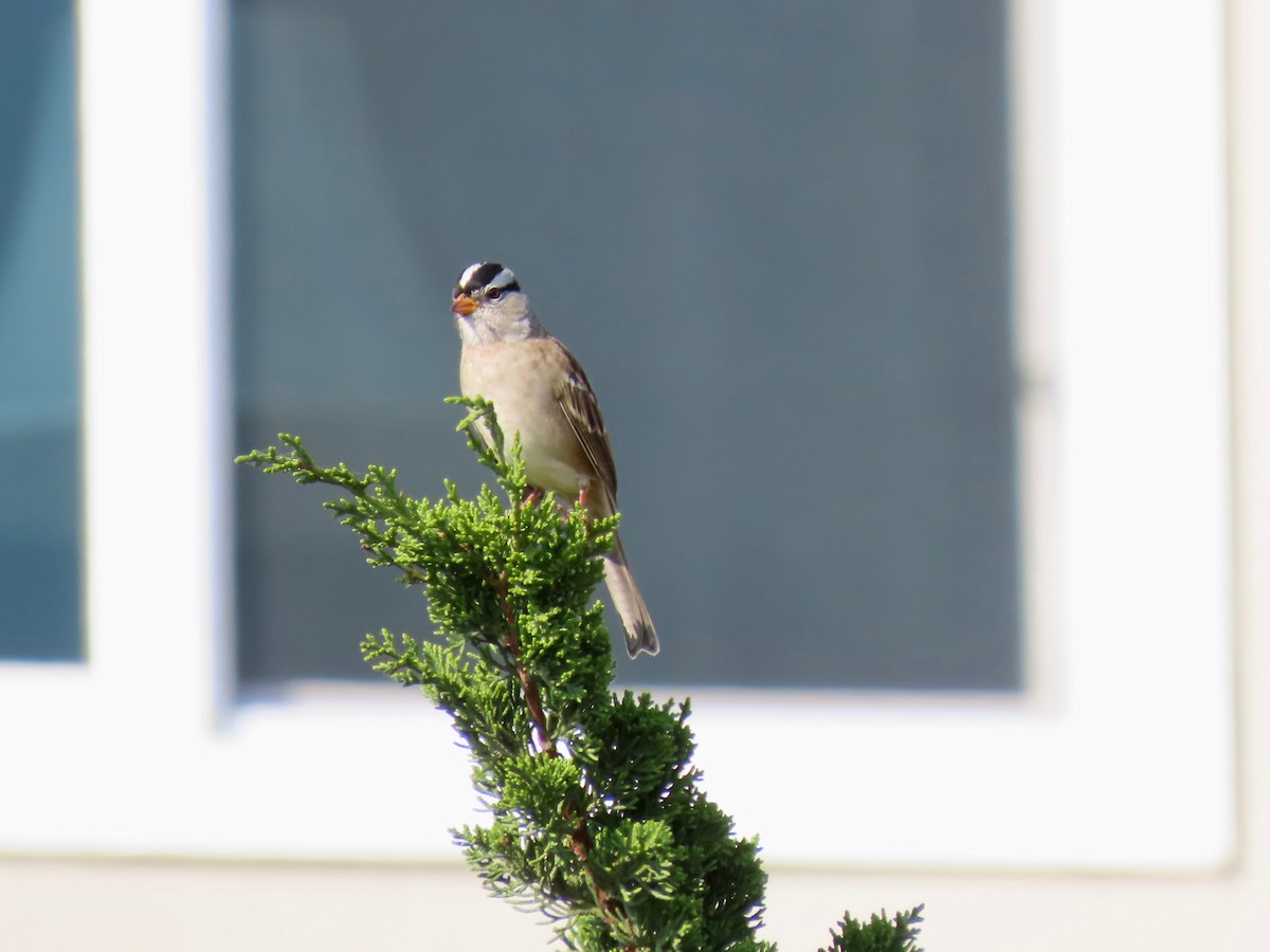 White-crowned Sparrow - ML371416541