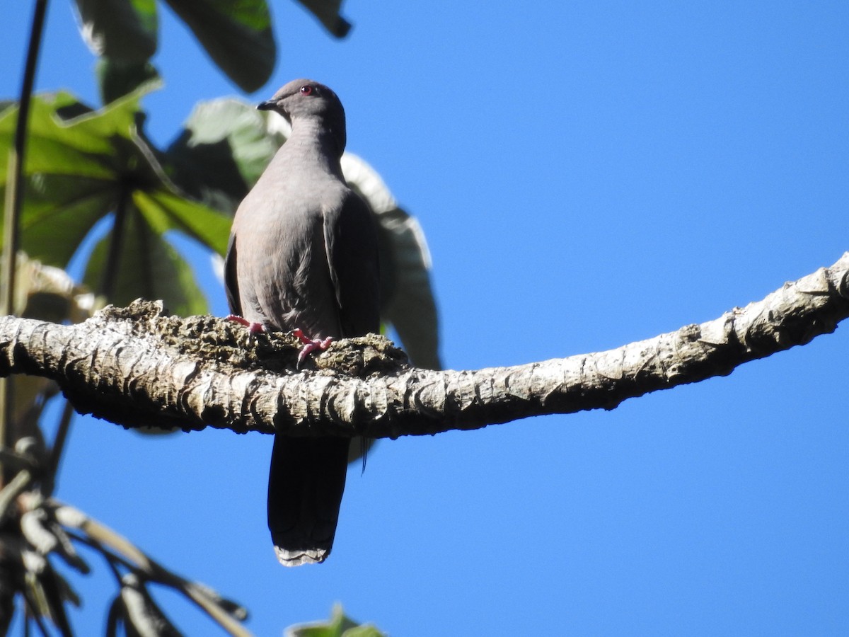 Short-billed Pigeon - Eric  Tut Bird Guide