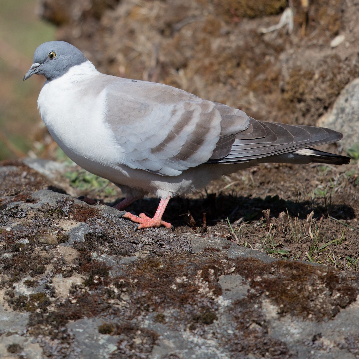 Snow Pigeon - ML371420081