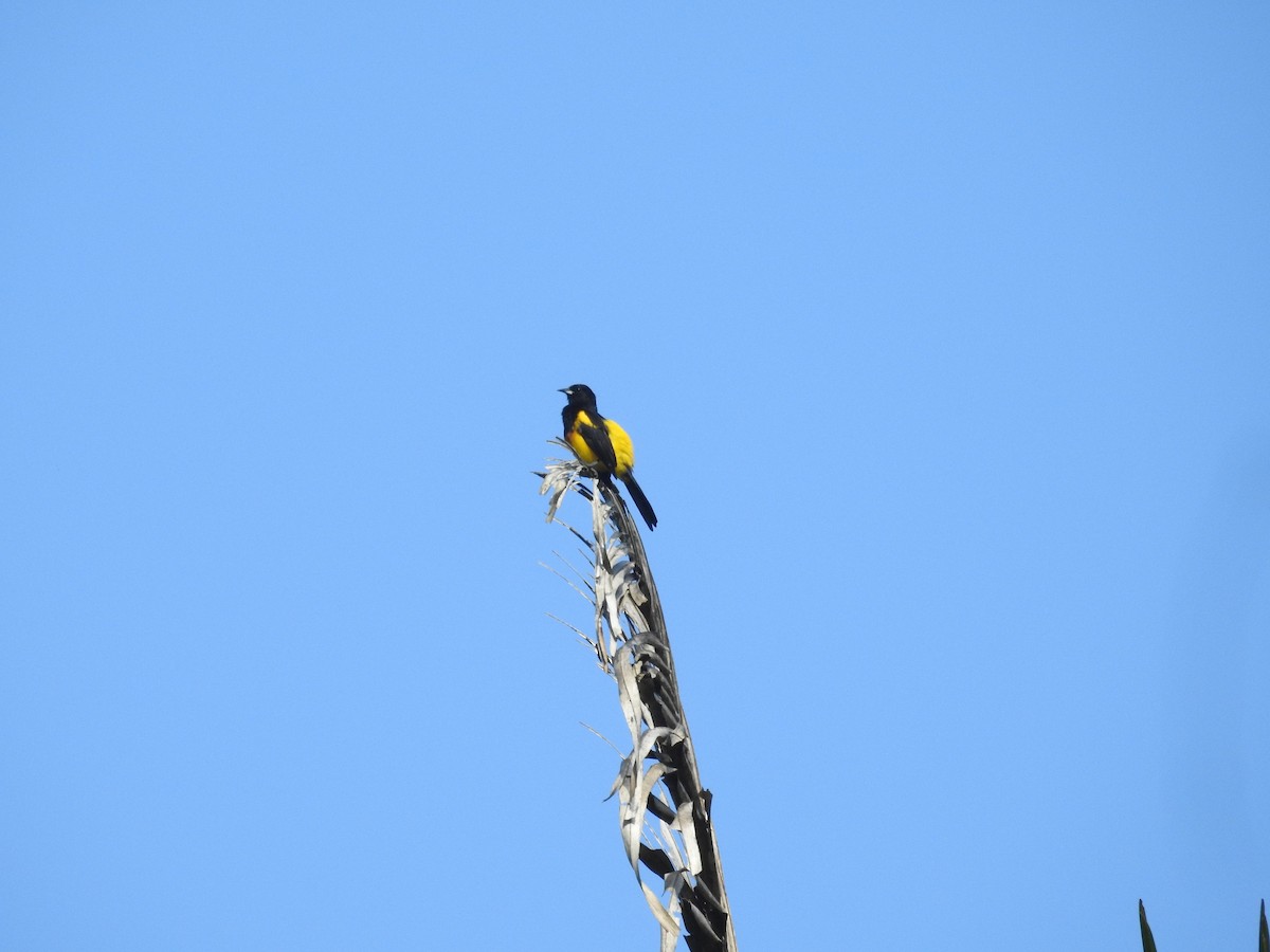 Black-cowled Oriole - ML371421271