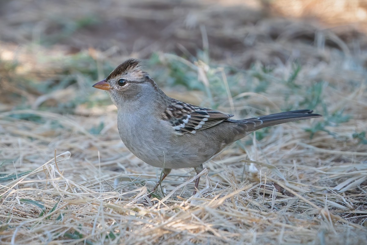 White-crowned Sparrow - ML371421291