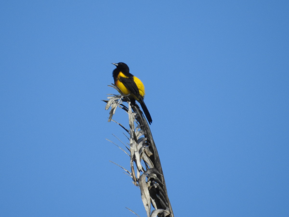 Black-cowled Oriole - ML371421311