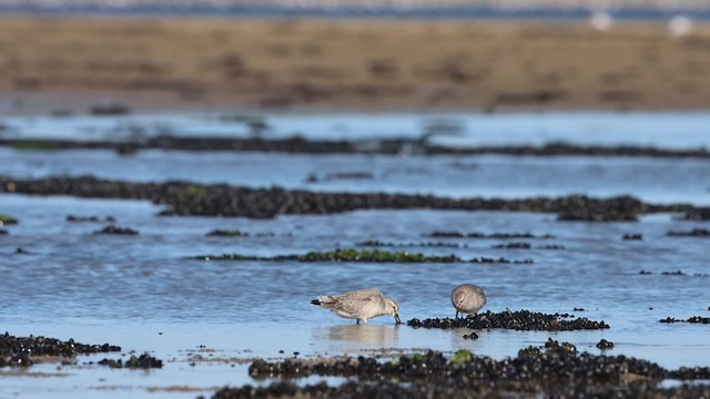 Red Knot - ML371421841
