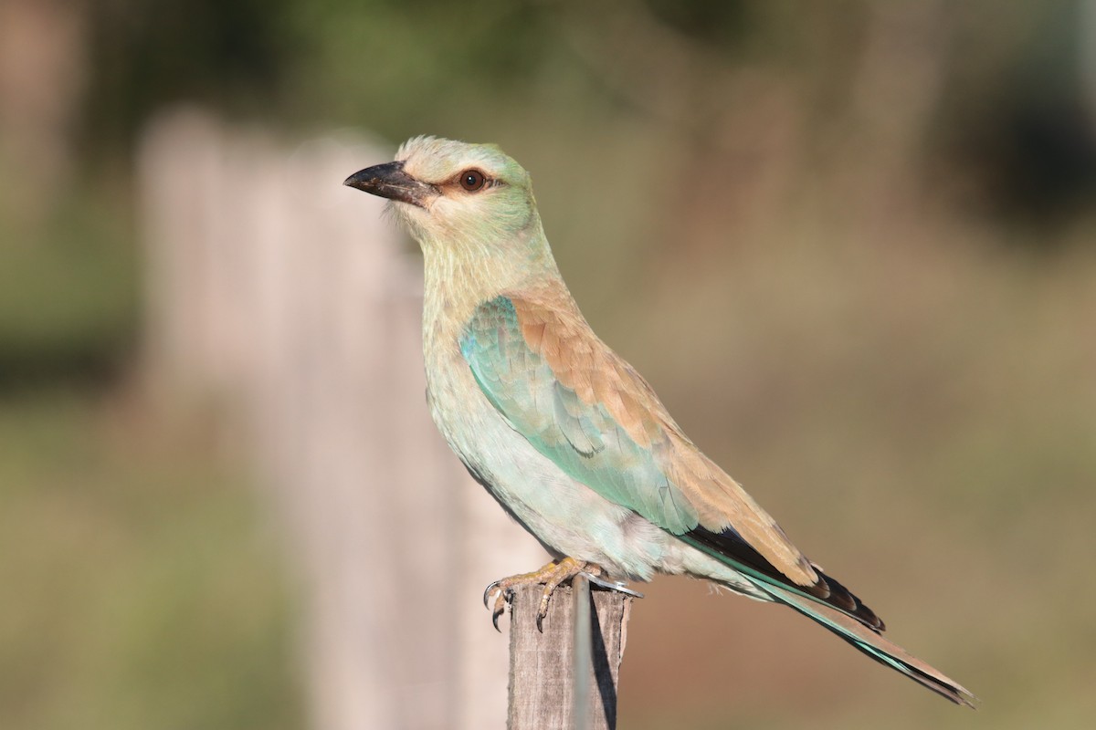 European Roller - ML371423651