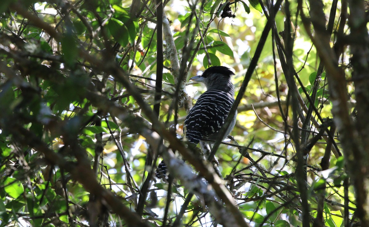 Giant Antshrike - ML371427411