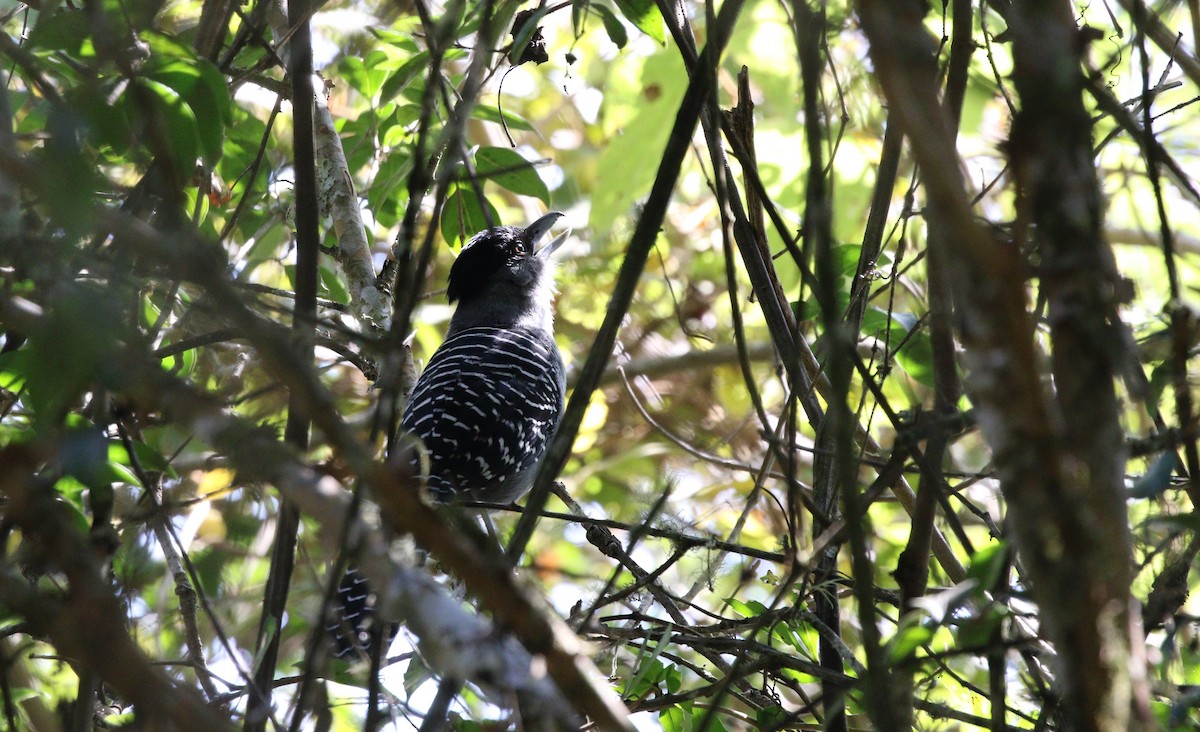 Giant Antshrike - ML371427421