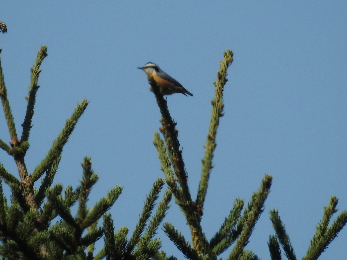 Red-breasted Nuthatch - ML371427661