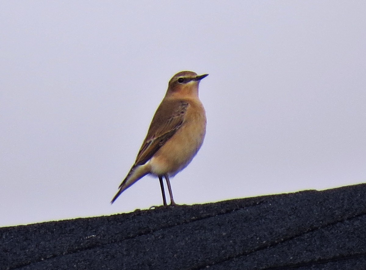 Адууч чогчиго - ML371430531