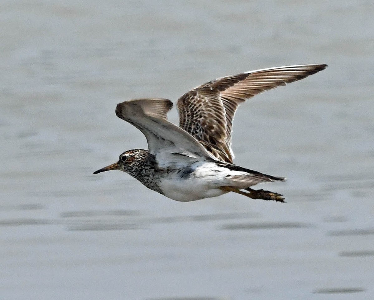 Graubrust-Strandläufer - ML371430931